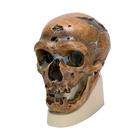 Rêplica del cráneo del Homo neanderthalensis (La Chapelle-aux-Saints 1), 1001294 [VP751/1], Antropológico Skulls