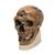 Rêplica del cráneo del Homo neanderthalensis (La Chapelle-aux-Saints 1), 1001294 [VP751/1], Modelos de Cráneos Humanos (Small)