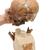 Rêplica del cráneo del Homo neanderthalensis (La Chapelle-aux-Saints 1), 1001294 [VP751/1], Modelos de Cráneos Humanos (Small)