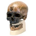 Rêplica del cráneo del Homo sapiens (Crô-Magnon), 1001295 [VP752/1], Antropológico Skulls