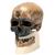 Rêplica del cráneo del Homo sapiens (Crô-Magnon), 1001295 [VP752/1], Modelos de Cráneos Humanos (Small)