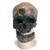 Rêplica del cráneo del Homo sapiens (Crô-Magnon), 1001295 [VP752/1], Evolución (Small)