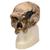 Rêplica del cráneo del Homo steinheimnensis (Berkhemer, 1936), 1001296 [VP753/1], Evolución (Small)