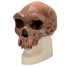 Rêplica del cráneo del Homo rhodesiensis (Broken HillŸ Woodward, 1921), 1001297 [VP754/1], Antropológico Skulls