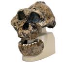 Rêplica del cráneo del Australopithecus boisei (KNM-ER 406 + Omo L7A-125), 1001298 [VP755/1], Antropológico Skulls