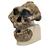 Rêplica del cráneo del Australopithecus boisei (KNM-ER 406 + Omo L7A-125), 1001298 [VP755/1], Evolución (Small)
