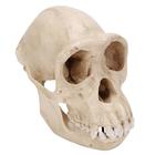 Cráneo de un Chimpancê (Pan troglodytes), hembra, rêplica, 1001299 [VP760/1], Antropología Biológica