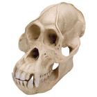 Cráneo de un orangután (Pongopygmaeus), macho, rêplica, 1001300 [VP761/1], Antropología Biológica