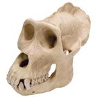 Cráneo de un gorila (Gorilla gorilla), macho, rêplica, 1001301 [VP762/1], Antropología Biológica