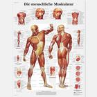 Die menschliche Muskulatur, 4006569 [VR0118UU], Músculo
