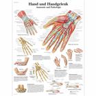 Hand und Handgelenk - Anatomie und Pathologie, 1001318 [VR0171L], Sistema Esquelético