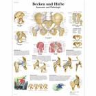 Becken und Hüfte - Anatomie und Pathologie, 1001320 [VR0172L], Sistema Esquelético