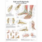Fuß und Fußgelenke - Anatomie und Pathologie, 1001324 [VR0176L], Sistema Esquelético
