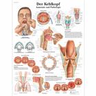 Der Kehlkopf, 4006585 [VR0248UU], Los órganos del habla
