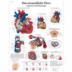 Das menschliche Herz - Anatomie und Physiologie, 1001358 [VR0334L], Educación sobre salud y fitness cardiacos
