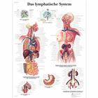 Das Lymphatische System, 1001377 [VR0392L], Sistema linfático
