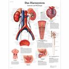Das Harnsystem, Anatomie und Physiologie, 1001398 [VR0514L], Sistema Urinario