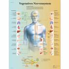 Vegetatives Nervensystem, 1001418 [VR0610L], Cerebro y sistema nervioso