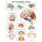 Das menschliche Gehirn, 1001420 [VR0615L], Cerebro y sistema nervioso
