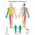 Das periphere Nervensystem, 1001424 [VR0621L], Cerebro y sistema nervioso