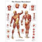 Pôster dos Músculos Humanos, 4006652 [VR1118UU], Músculo
