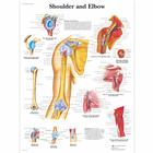 Shoulder and Elbow, 1001482 [VR1170L], Sistema Esquelético