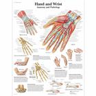 Hand and Wrist - Anatomy and Pathology, 1001484 [VR1171L], Sistema Esquelético
