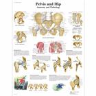 Pelvis and Hip - Anatomy and Pathology, 1001486 [VR1172L], Sistema Esquelético