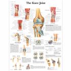 The Knee Joint, 1001488 [VR1174L], Sistema Esquelético