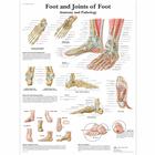 Foot and Joints of Foot - Anatomy and Pathology, 4006662 [VR1176UU], Sistema Esquelético