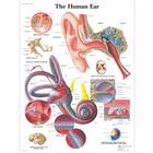 Human Ear, 1001500 [VR1243L], Oreja, Nariz, Garganta