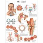 The Larynx, 1001502 [VR1248L], Los órganos del habla
