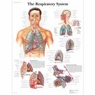 The Respiratory System, 1001516 [VR1322L], Sistema Respiratorio