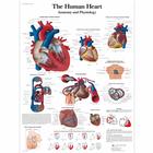 O Pôster do Coração Humano - Anatomia e Fisiologia, 4006679 [VR1334UU], Informações sobre saúde e fitness
