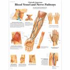 Pôster dos Acessos Clinicamente Importantes a Vasos Sanguíneos e Nervos, 4006682 [VR1359UU], Sistema Cardiovascular