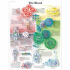The Blood, 1001538 [VR1379L], Sistema Cardiovascular