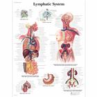 Lymphatic System, 4006687 [VR1392UU], Sistema linfático

