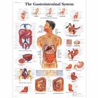 O Pôster do Sistema Gastrointestinal, 4006688 [VR1422UU], Sistema digestivo