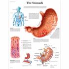 O Pôster do Estômago, 4006690 [VR1426UU], Sistema digestivo