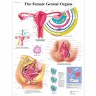O Pôster dos Órgãos Genitais Femininos, 4006701 [VR1532UU], Ginecologia
