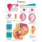 Pregnancy, 1001572 [VR1554L], Embarazo y Nacimiento
