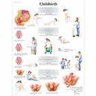 Childbirth, 1001574 [VR1555L], Embarazo y Nacimiento
