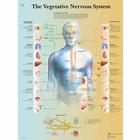 The Vegetative Nervous System, 1001582 [VR1610L], Cerebro y sistema nervioso