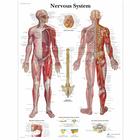 Pôster do Sistema Nervoso, 4006710 [VR1620UU], Cérebro e sistema nervoso