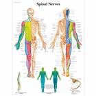 Pôster dos Nervos Espinhais, 4006711 [VR1621UU], Cérebro e sistema nervoso