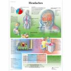 Headaches, 4006719 [VR1714UU], Cerebro y sistema nervioso