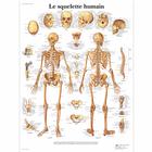 Le squelette humain, 1001630 [VR2113L], Sistema Esqueletico