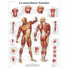 La musculature humaine, 4006733 [VR2118UU], Músculo
