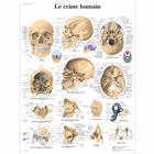 Le crâne humain, 4006737 [VR2131UU], Sistema Esquelético