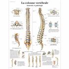 La colonne vertébrale, Anatomie et pathologie, 1001644 [VR2152L], Sistema Esqueletico